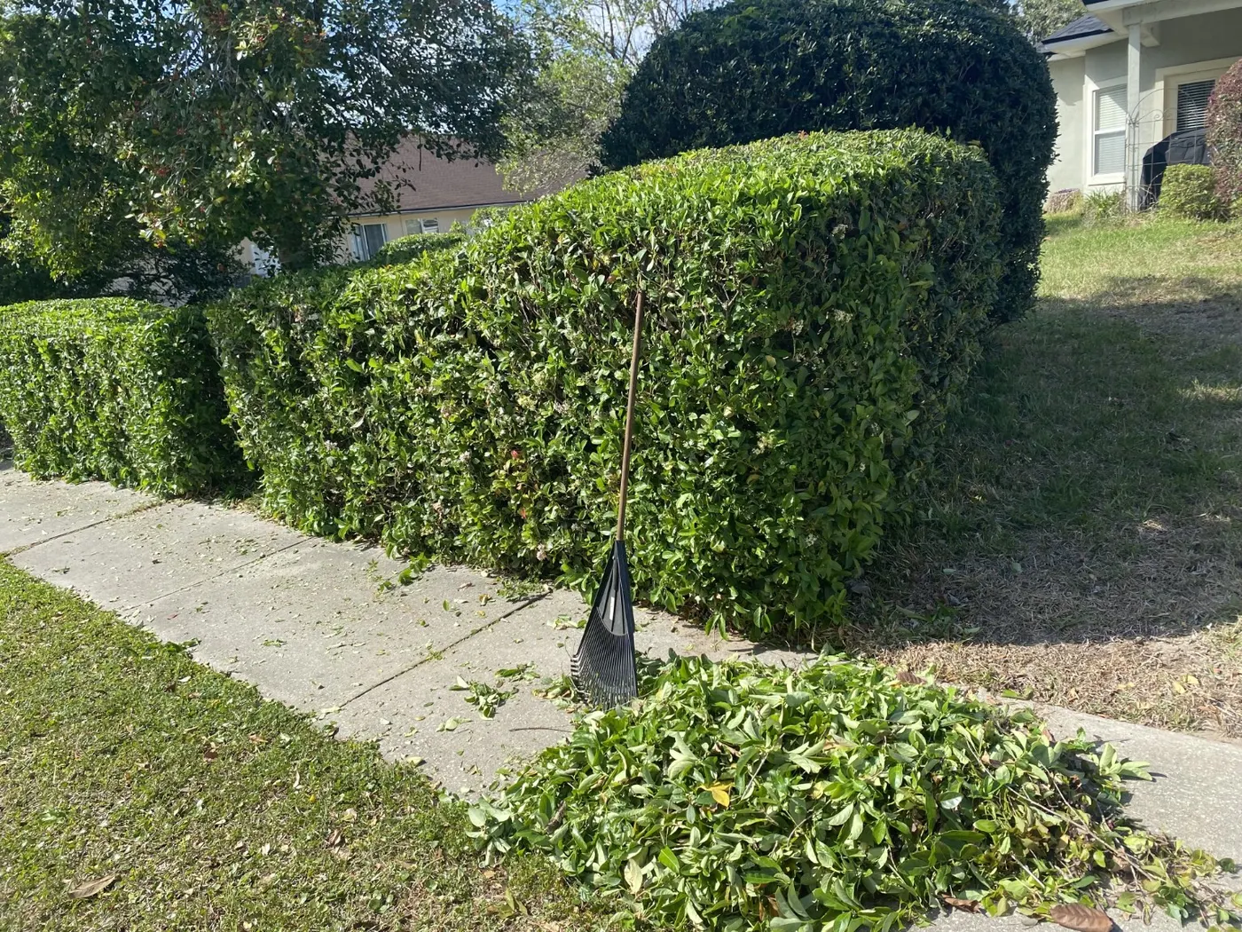 Trimmed hedges